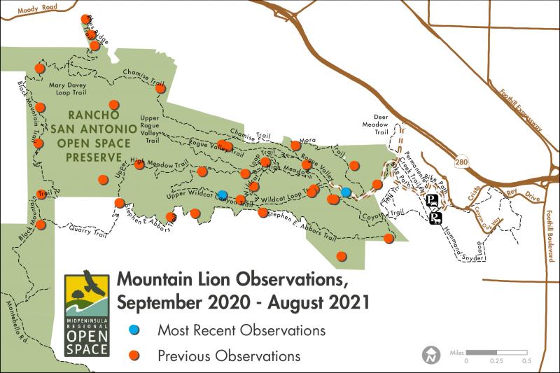 map of mountain lion observations September 2020- August 2021
