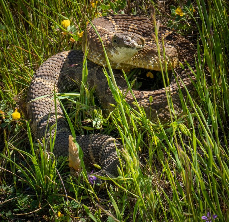 Rattlesnake in the Grass. Photo by Steve Weiss. photo of rattlesnake in the grass