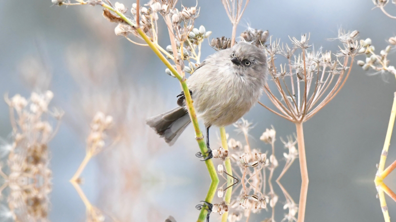 closeup of bird in dry brush