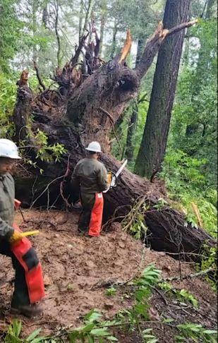 Staff using a chainsaw to remove large fallen tree over a muddy trail