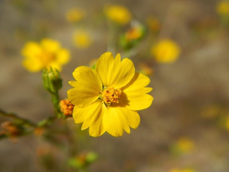 Clustered tarweed