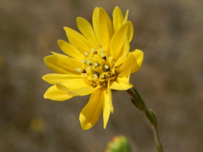 Hayfield Tarweed