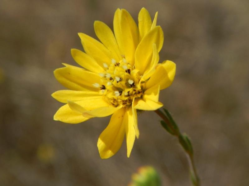 Hayfield Tarweed