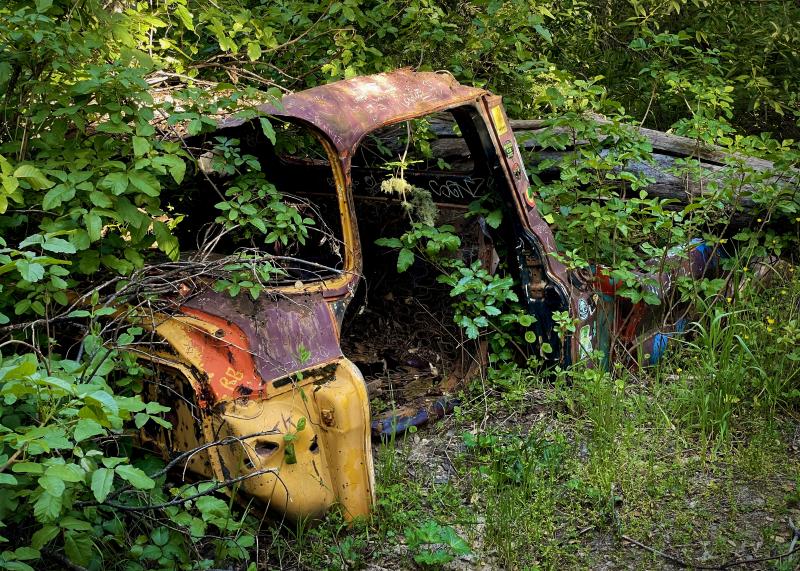 The shell of an old truck is overgrown with shrubbery in Los Trancos Preserve