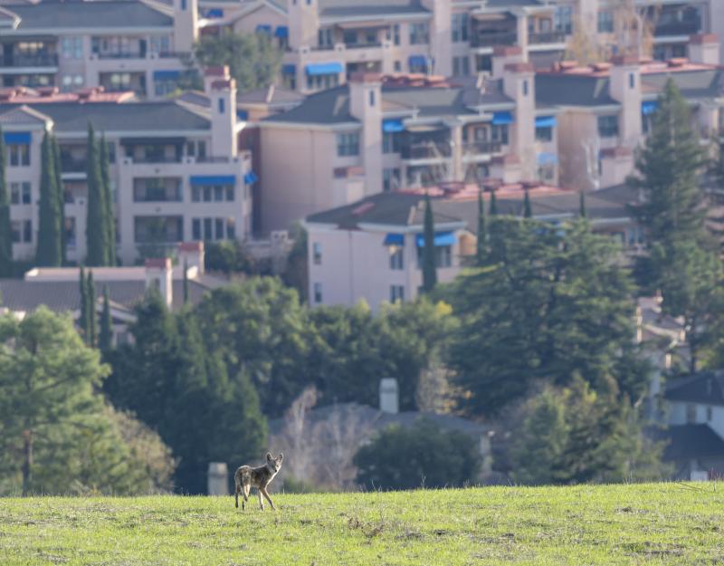 Coyote (Vishal Subramanyan) A coyote affected by mange stands in a field nearby a populated neighborhood