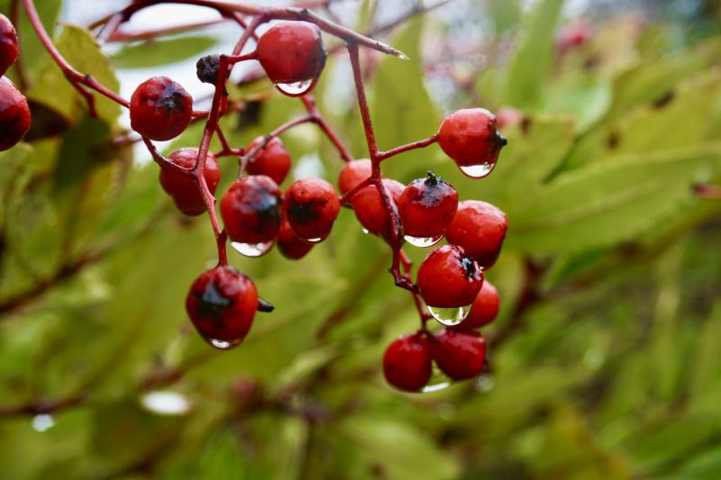 Red berries (Izzy Klugman)