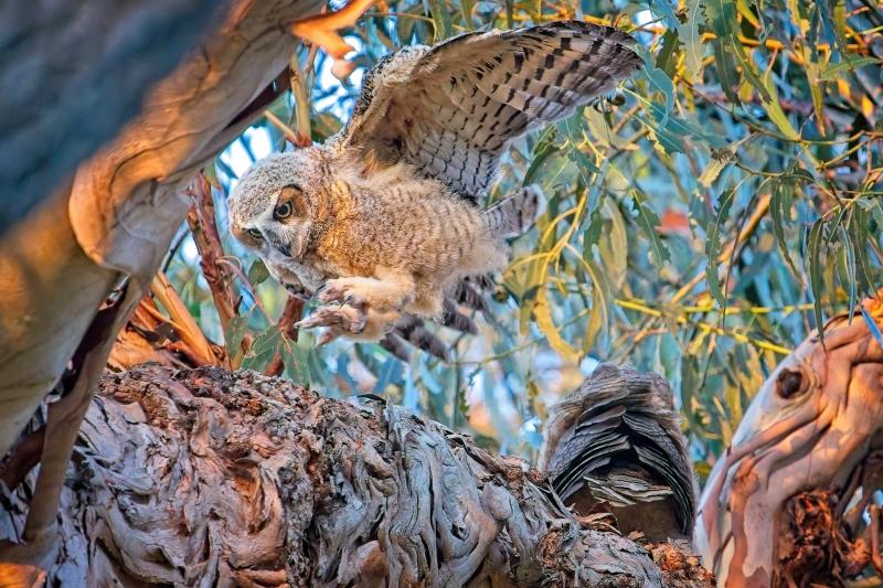 An owl flies above a branch in a tree