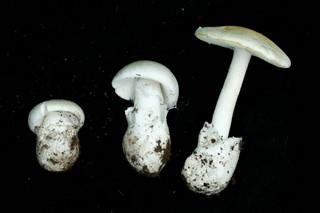 photo of the Western Destroying Angel