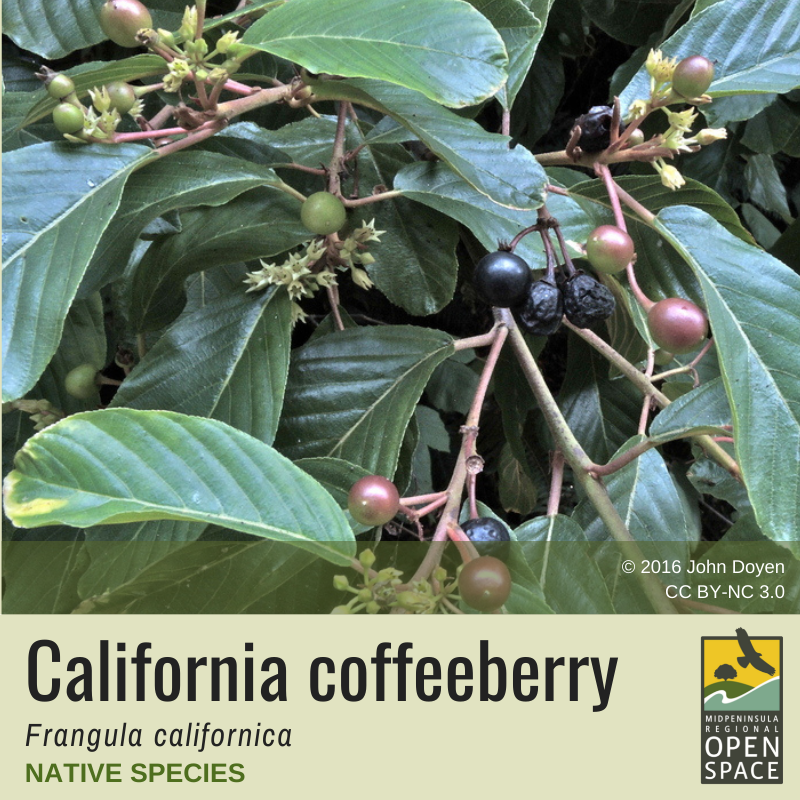 Plant of the month. California Coffeeberry. Native plant. Plant of the month. California Coffeeberry. Native plant.