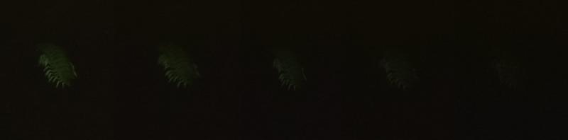 Xystocheir dissecta, 5 frames from roughly a second of phosphorescence after fluorescence excitation light is turned off Xystocheir dissecta Millipede Phosphoresces (Debbi Brusco)